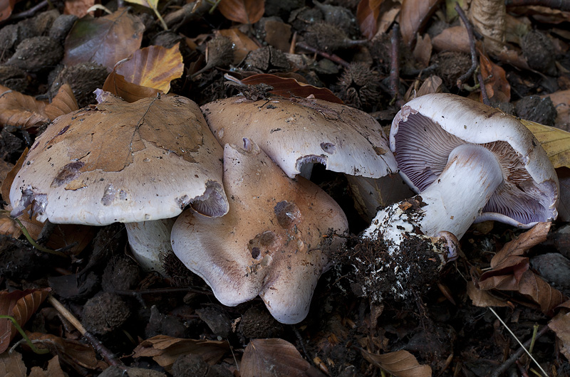 Cortinarius variicolor